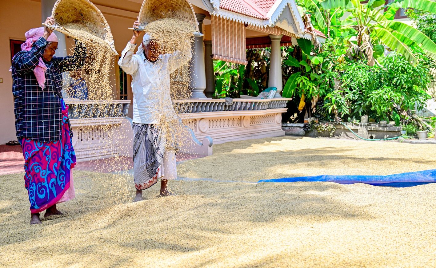 യാക്കര മുറിക്കാവിലെ വീട്ടുമുറ്റത്ത് നെല്ല് കാറ്റത്തിടുന്ന കർഷകത്തൊഴിലാളികൾ