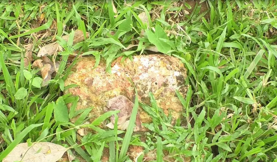 STONE SATHEESAN .