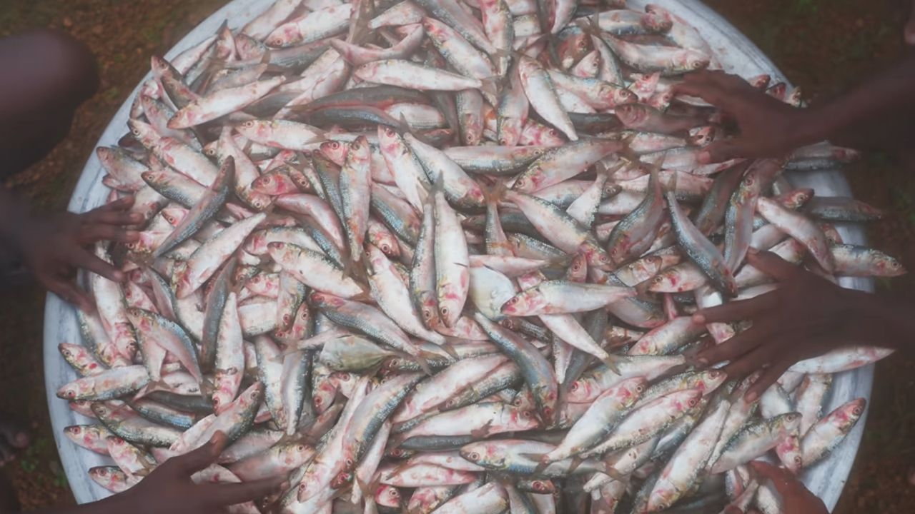 Sardines Fish