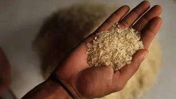 School free rice