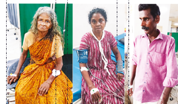 തെരുവുനായ