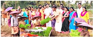 വീയപുരം വിത്തുൽപ്പാദന കേന്ദ്രത്തിൽ യന്ത്രമുപയോഗിച്ച് ഞാറുനടീൽ ജില്ലാ പഞ്ചായത്ത് പ്രസിഡന്റ്
എ മഹേന്ദ്രൻ ഉദ്ഘാടനംചെയ്യുന്നു