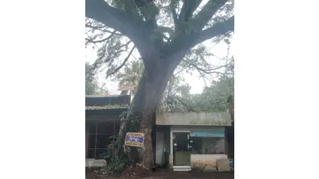 tree
