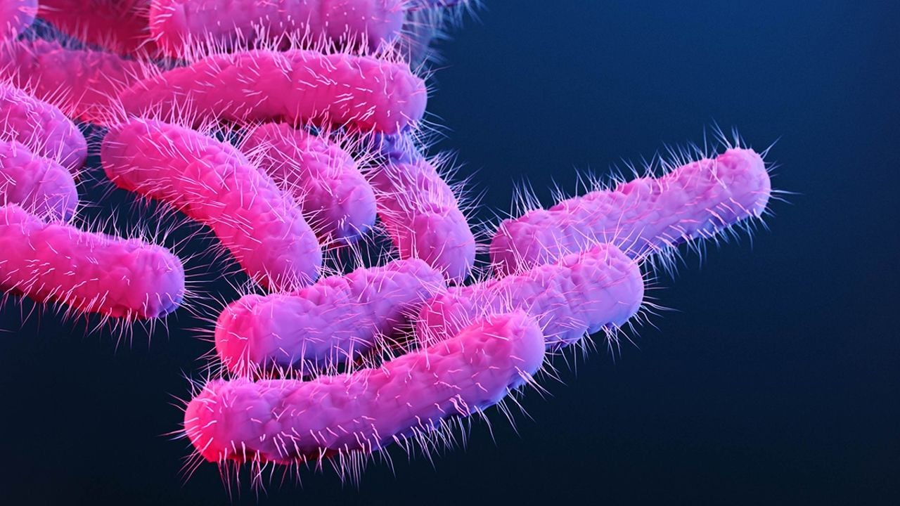 Shigella.jpg