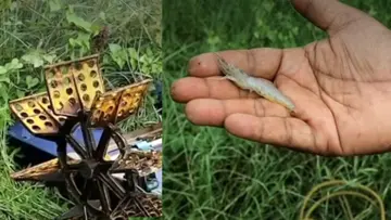 Shrimp kseb.jpg
