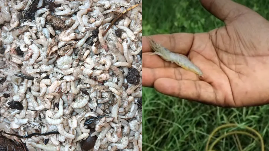 Shrimp kseb.jpg
