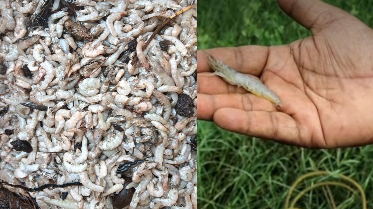 Shrimp kseb.jpg