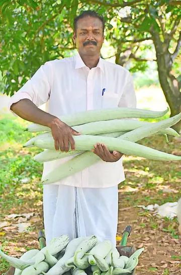 Grabbing the vegetable...