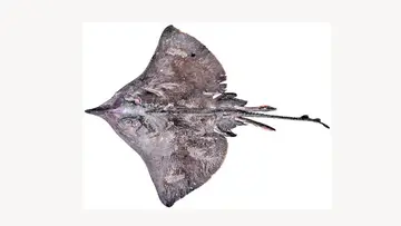 Skate Fish