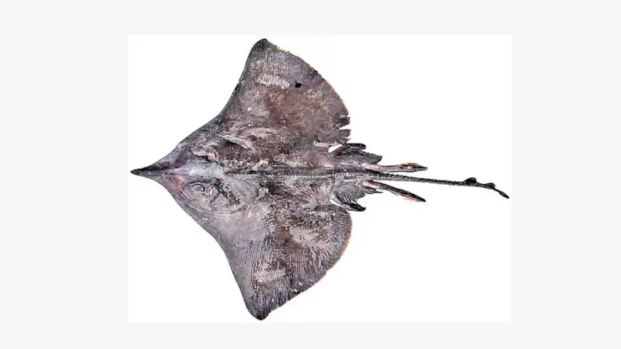 Skate Fish