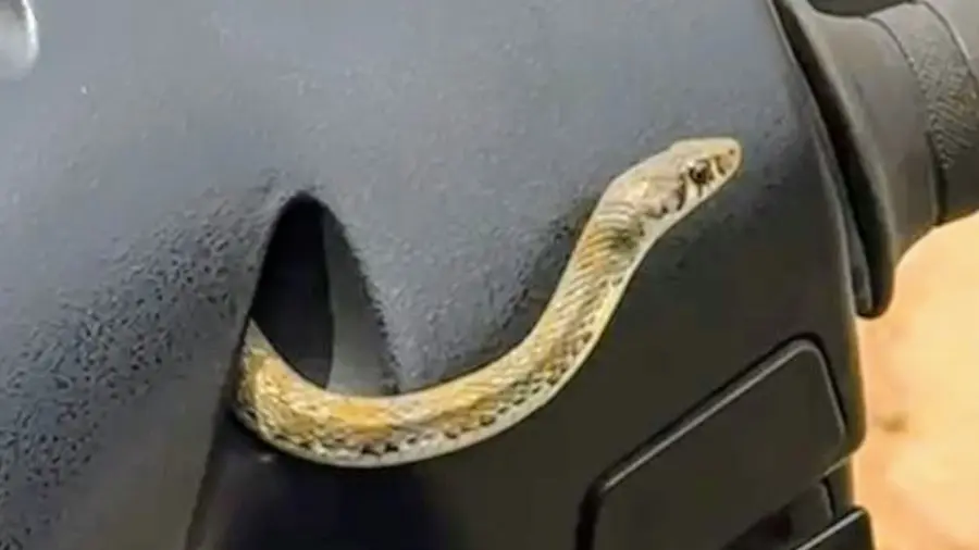 Snake Inside Scooter.jpg