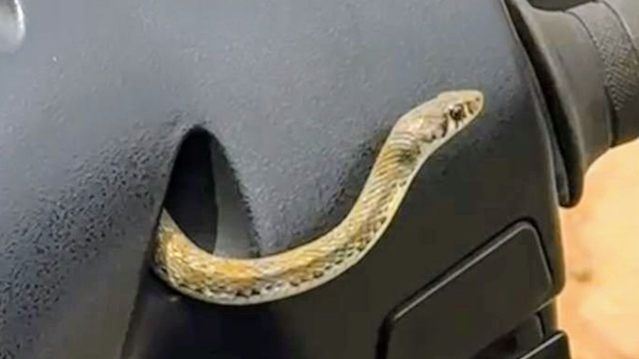 Snake Inside Scooter.jpg