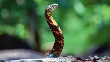 Snake bite.jpg