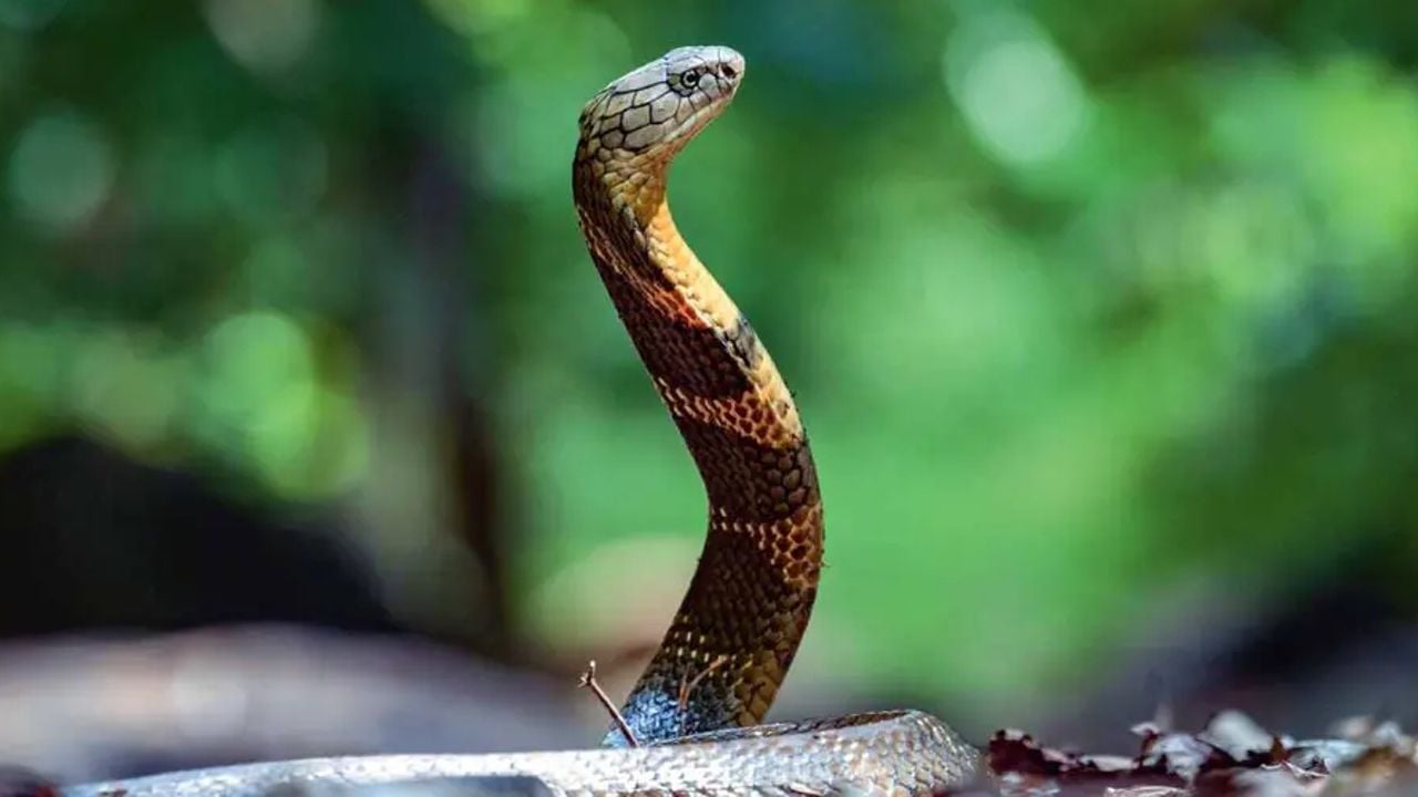 Snake bite.jpg
