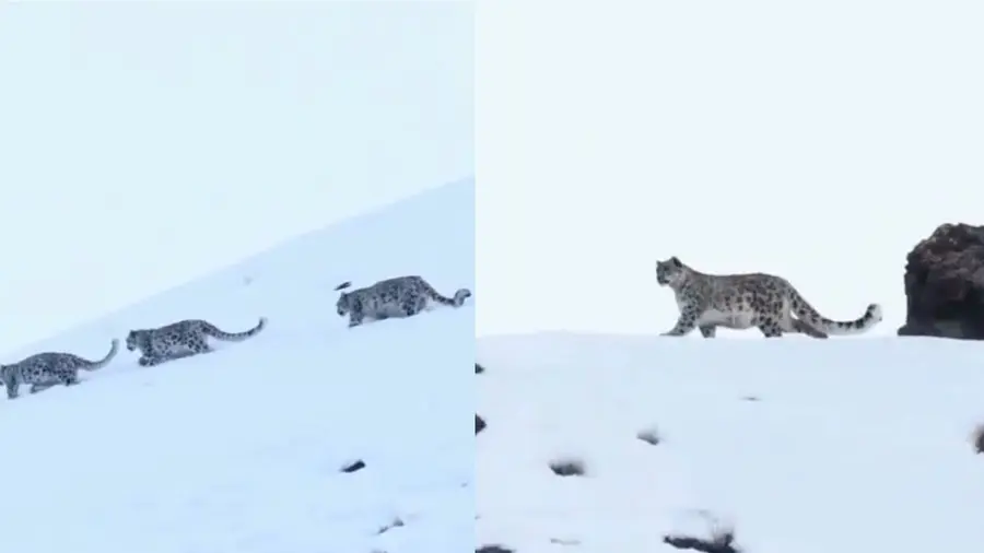 Snow leopard.jpg