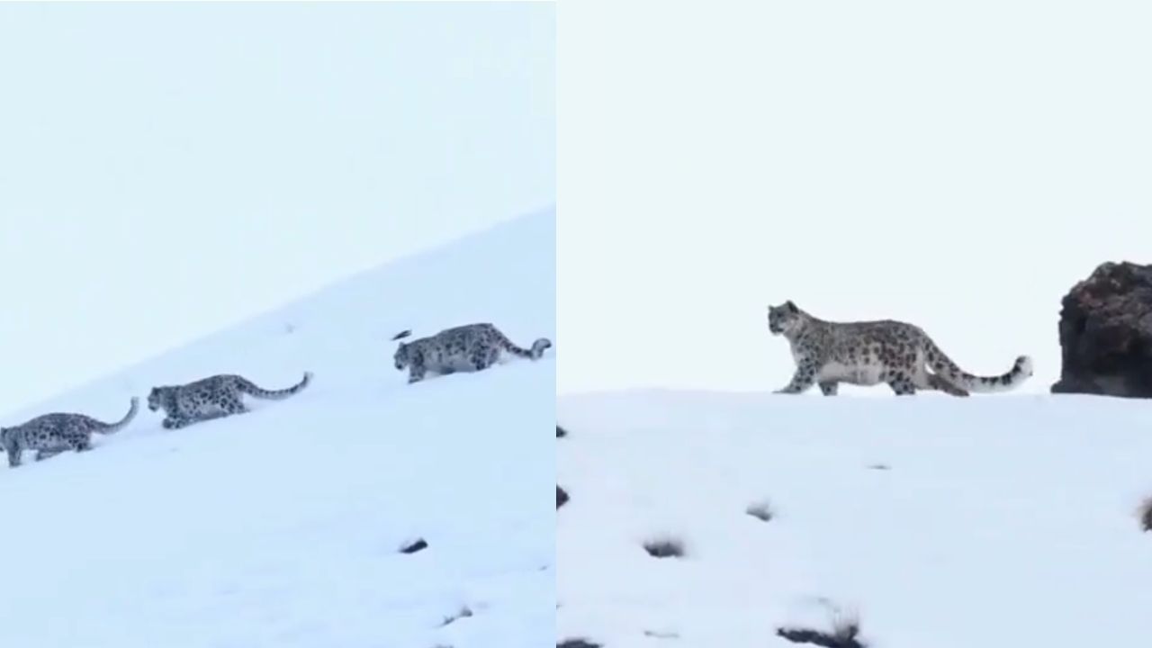 Snow leopard.jpg