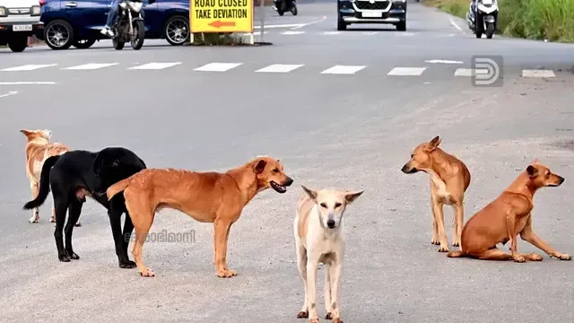 Stray Dogs