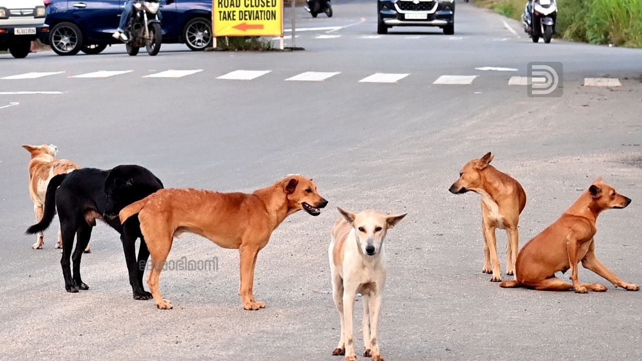 Stray Dogs