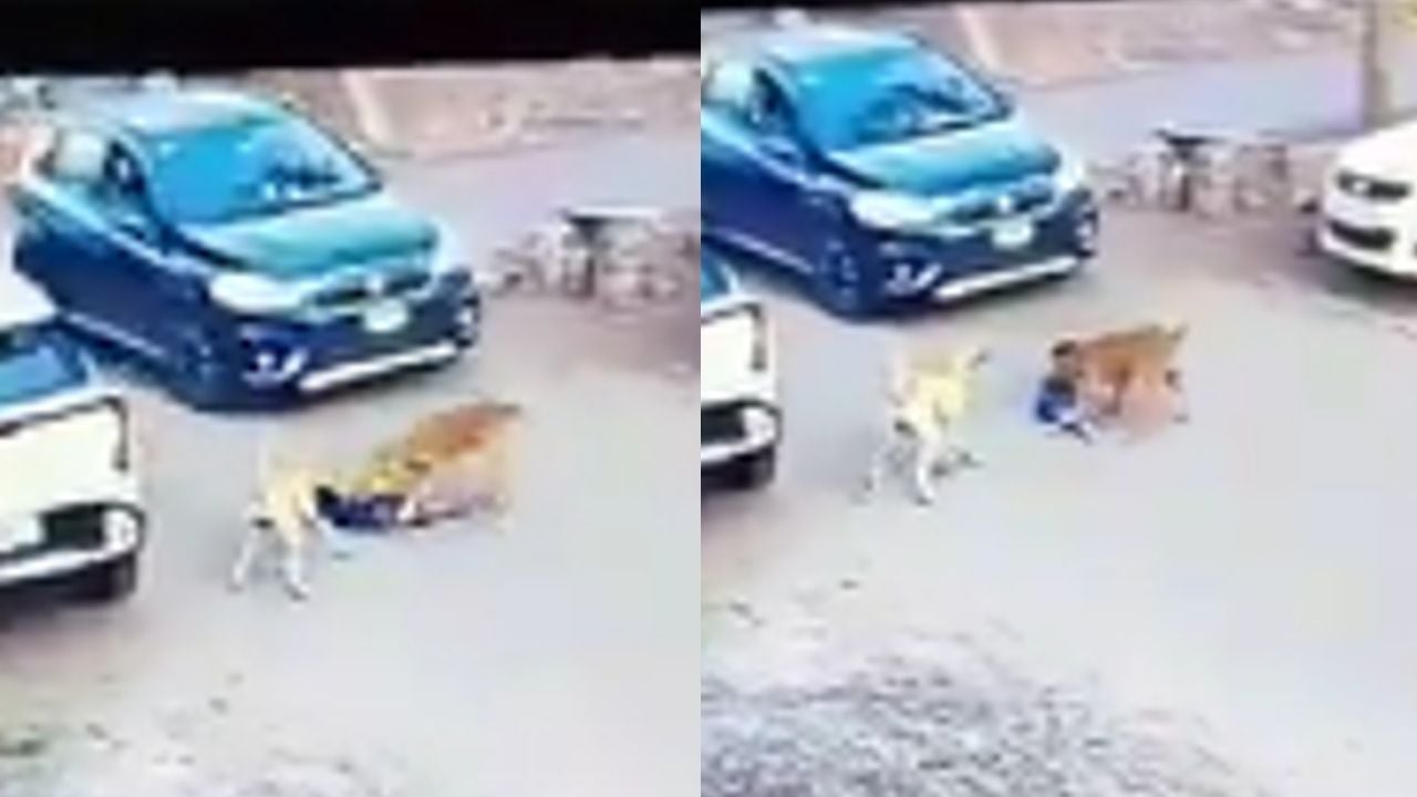 Stray dog.jpg