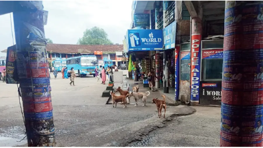 Stray dog