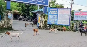 stray dogs