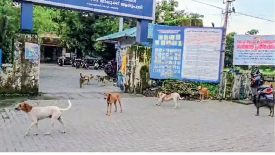 stray dogs