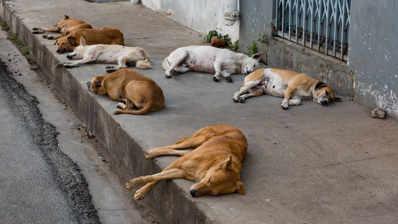 Stray dogs.jpg