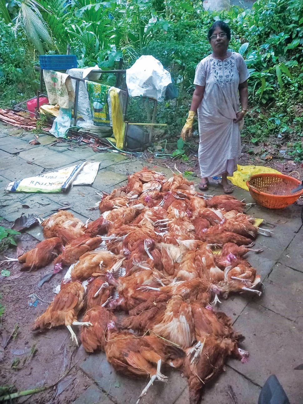 ഫാമില്‍ തെരുവിനായക്കൾ കടിച്ചുകൊന്ന  കോഴികള്‍