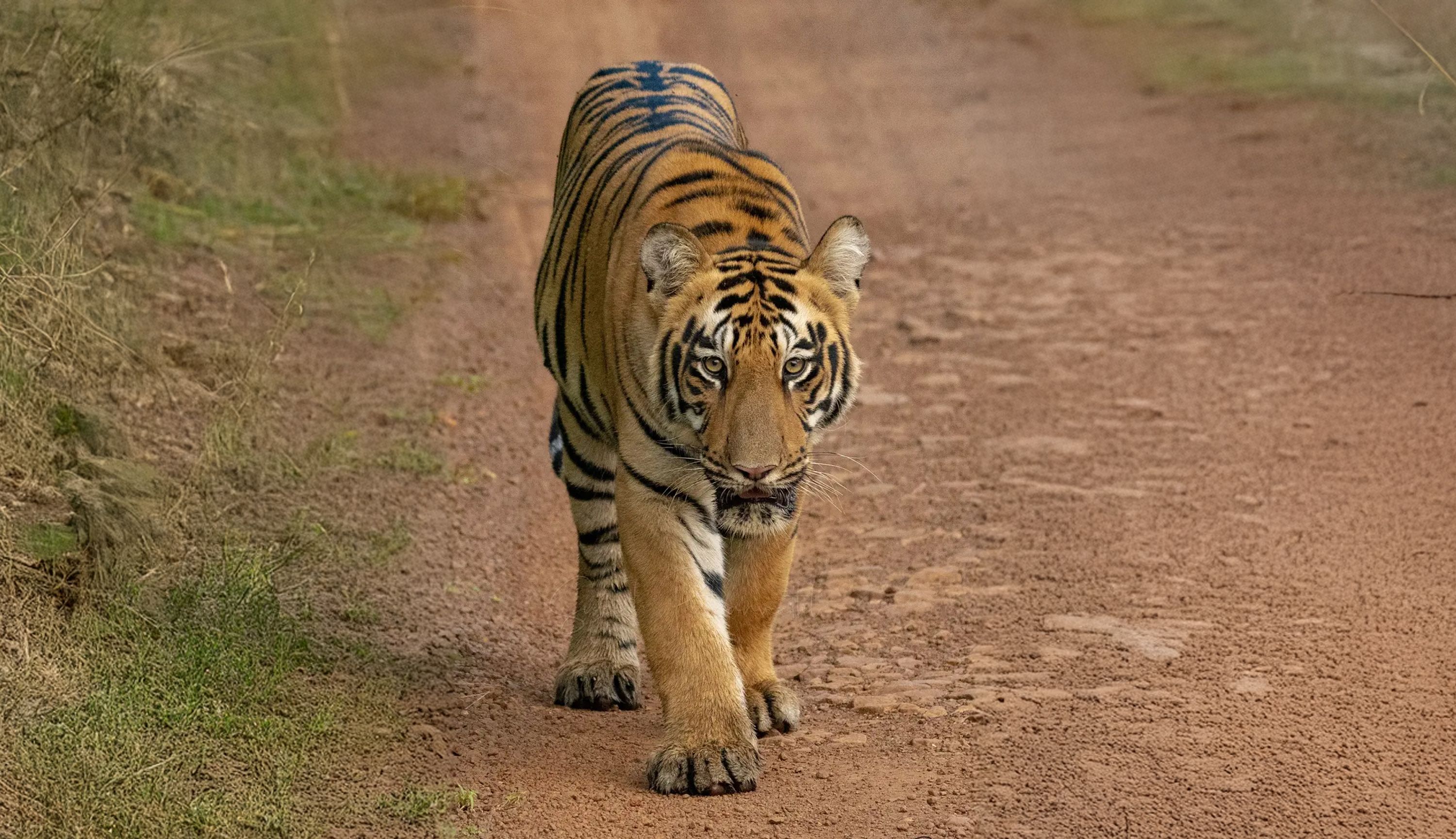 TIGER