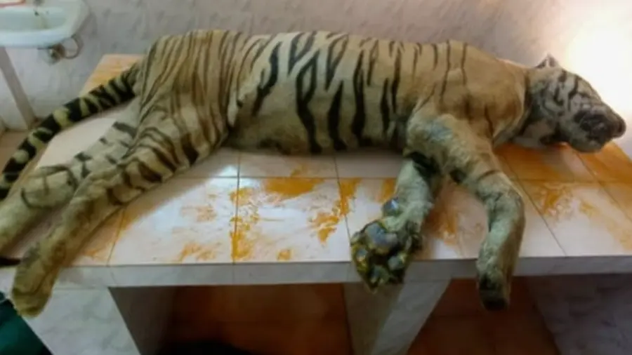 TIGER 