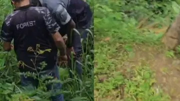 TIGER.