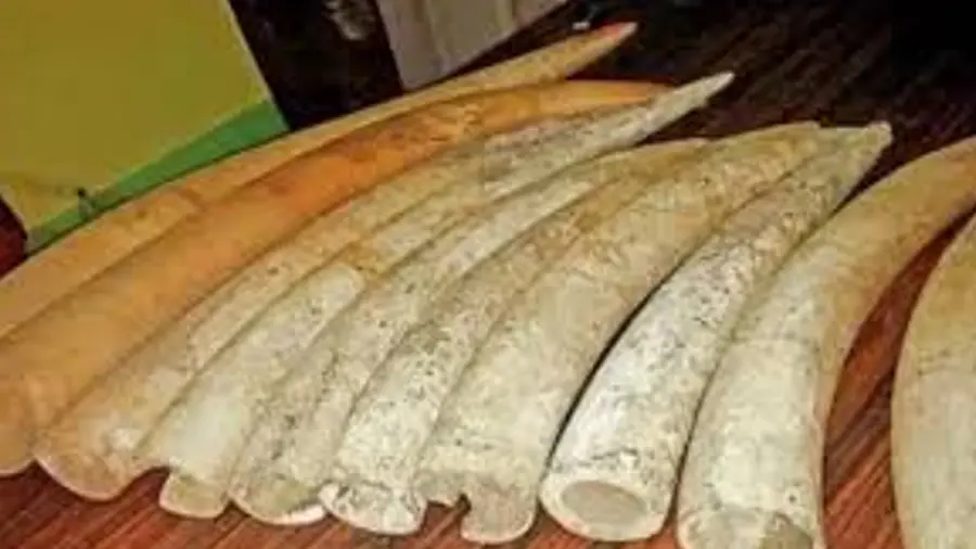 TUSK