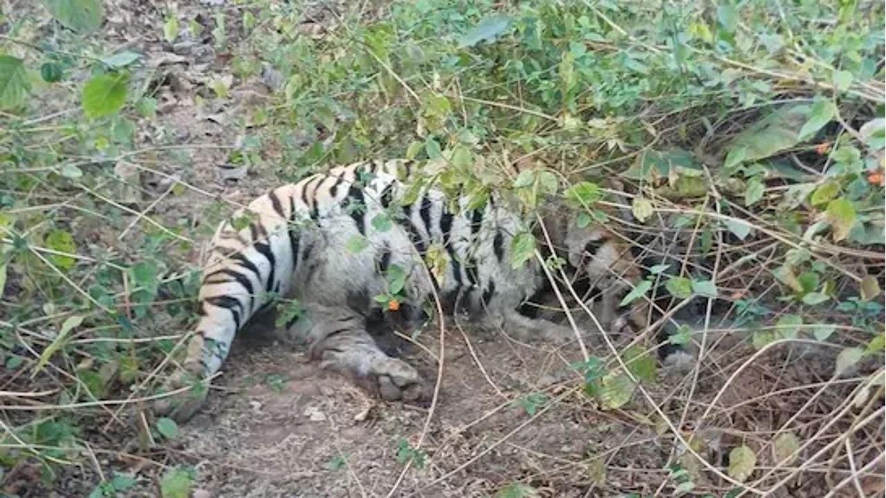 Tiger.jpg