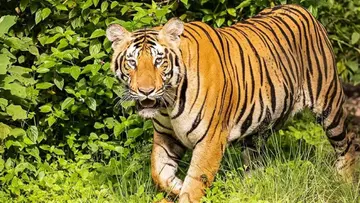 Tiger.jpg