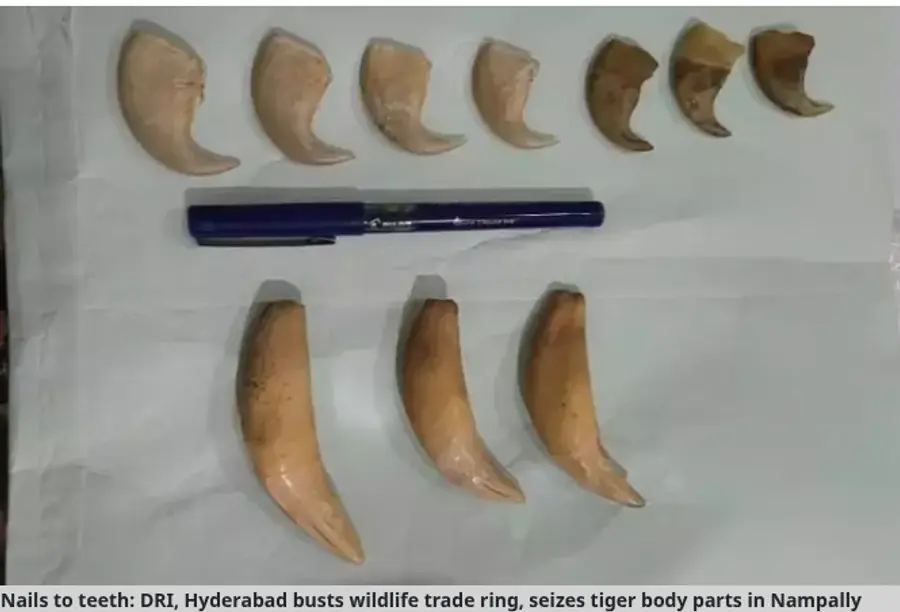 tiger body parts