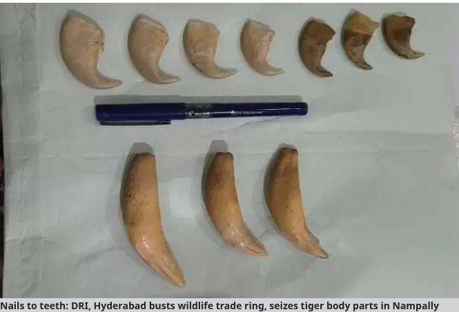 tiger body parts