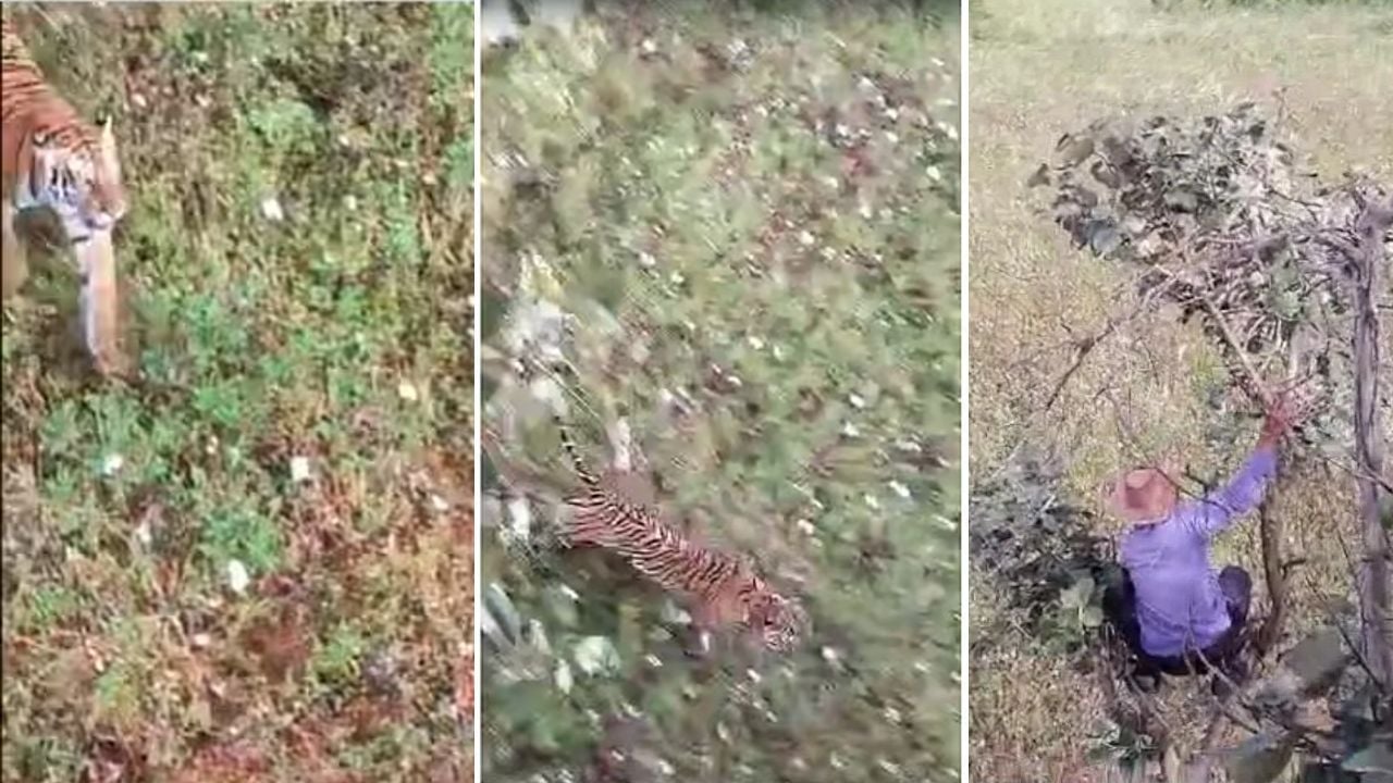 Tiger Attacks Farmer In Mysuru’s Badagalapura