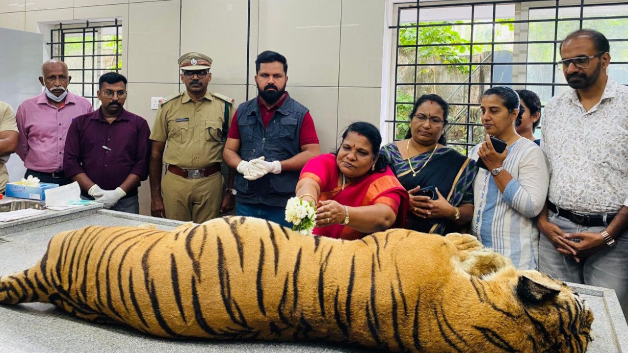 Tiger Thiruvananthapuram Zoo.jpg