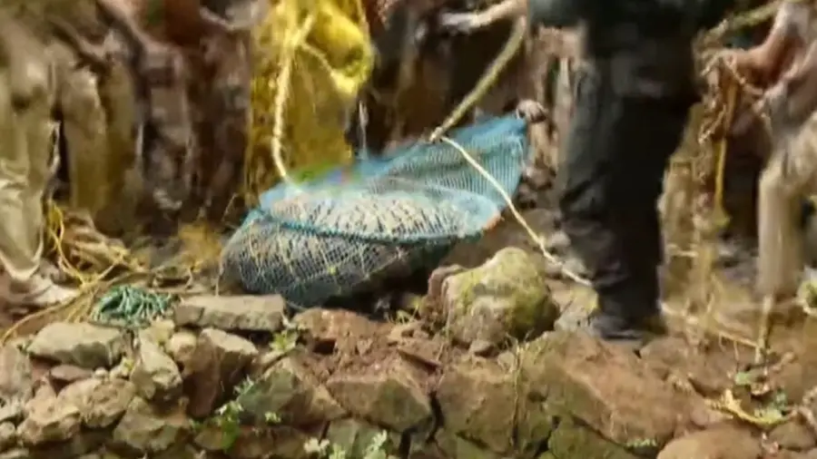 Tiger caught at Chittar