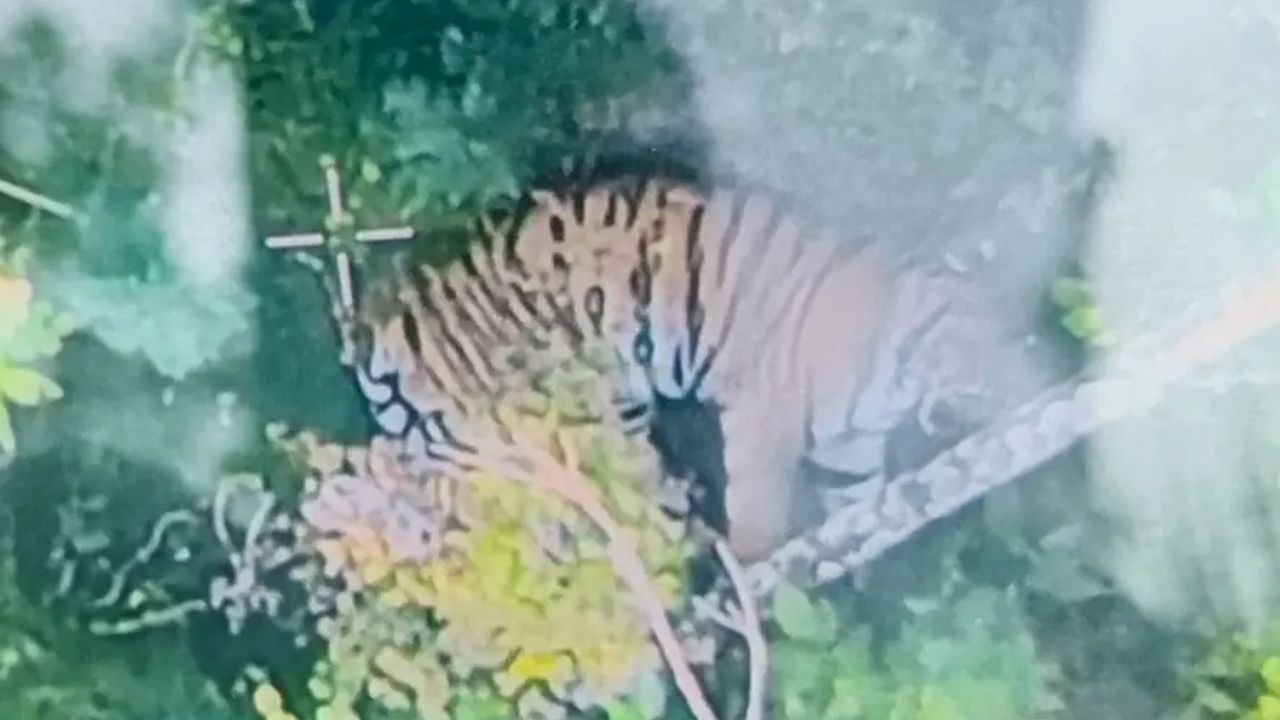 Tiger in panamaram wayanad