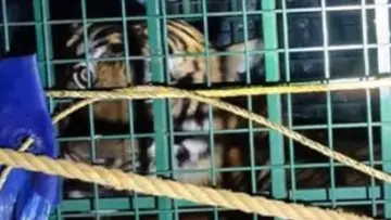 Tiger kannur.jpg