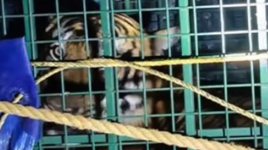 Tiger kannur.jpg