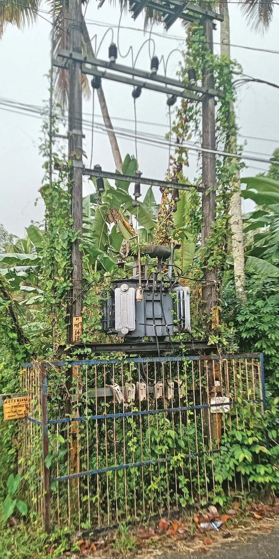 കുരട്ടിശേരി ഷീരോൽപ്പാദക സംഘത്തിന്‌ സമീപത്തെ ട്രാൻസ്‌ഫോർമറിൽ  പടർന്ന വള്ളിച്ചെടികൾ