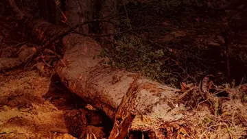Tree Falls.jpg