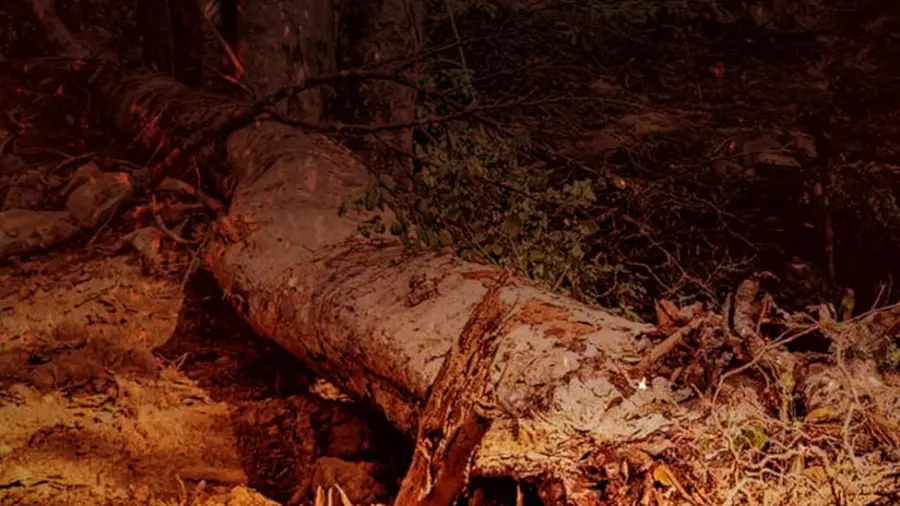 Tree Falls.jpg