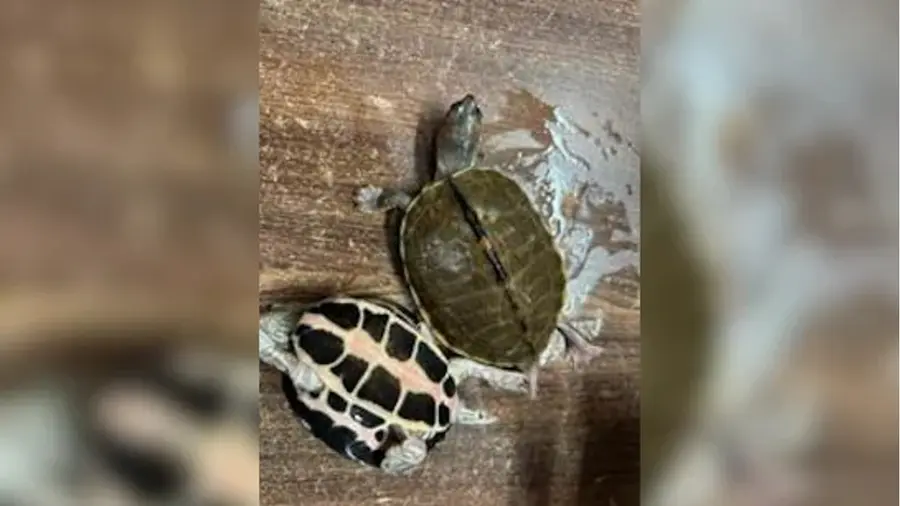 Turtle.jpg