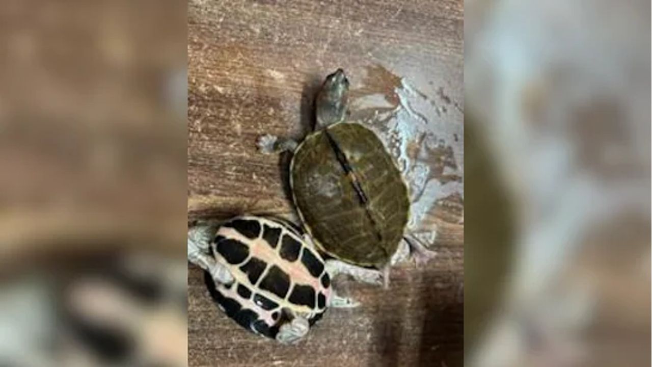 Turtle.jpg