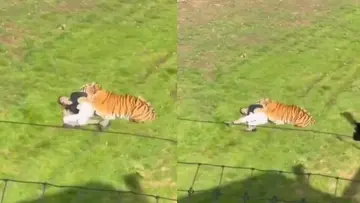 UK TIGER ATTACK