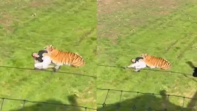 UK TIGER ATTACK
