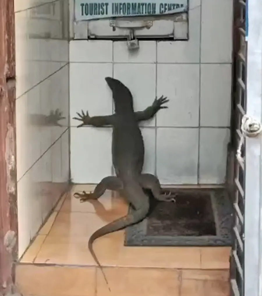 നഗരമധ്യത്തിലിറങ്ങിയ ഉടുമ്പ്‌